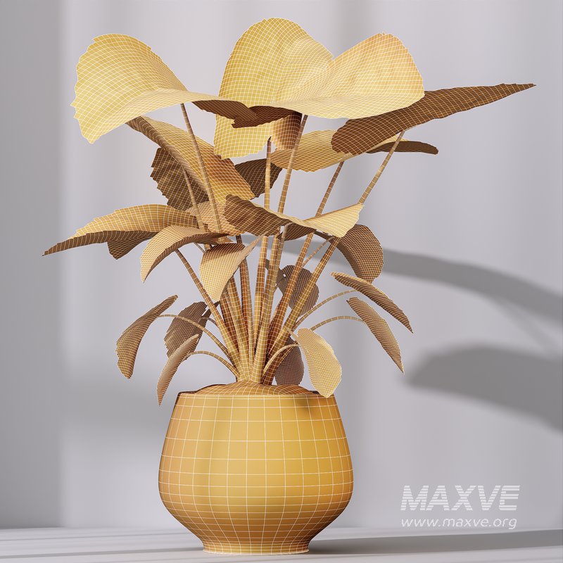 HQ HousePlants Cunjevoi Alocasia Jardin Brisbanensis Fittingly Elephant - Image 5