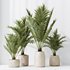 HQ HousePlants Cyara Areca Palm Paradise Kentia Everlasting - Thumbnail 5
