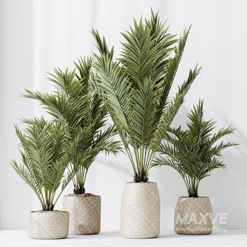 HQ HousePlants Cyara Areca Palm Paradise Kentia Everlasting - Image 5