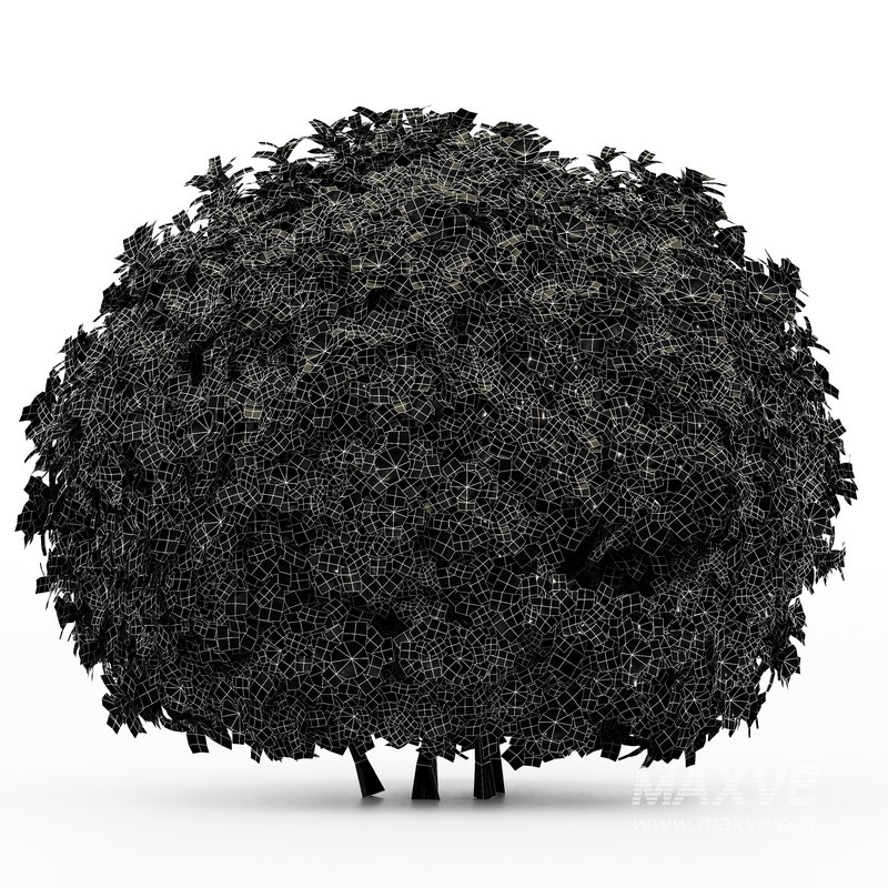 3 Houttuynia Gardenia augusta Gardenia jasminoides flower - Image 5