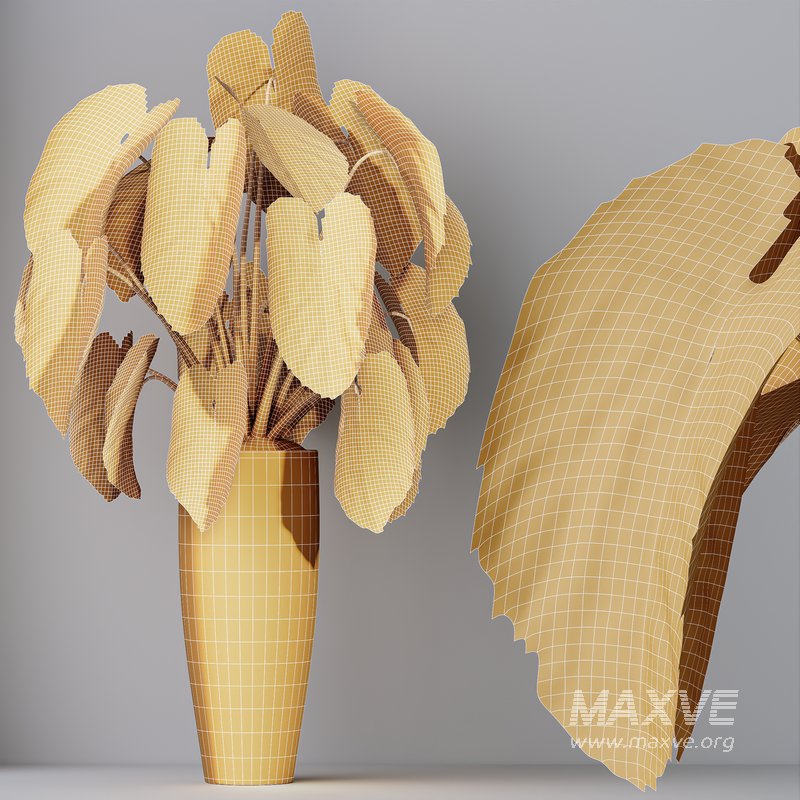 HQ HousePlants Cunjevoi Alocasia Jardin Brisbanensis Fittingly Elephant Set02 - Image 5