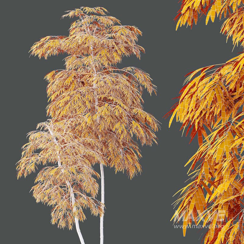 HQ Plants Bamboo Bambusoideae Tree - Image 4