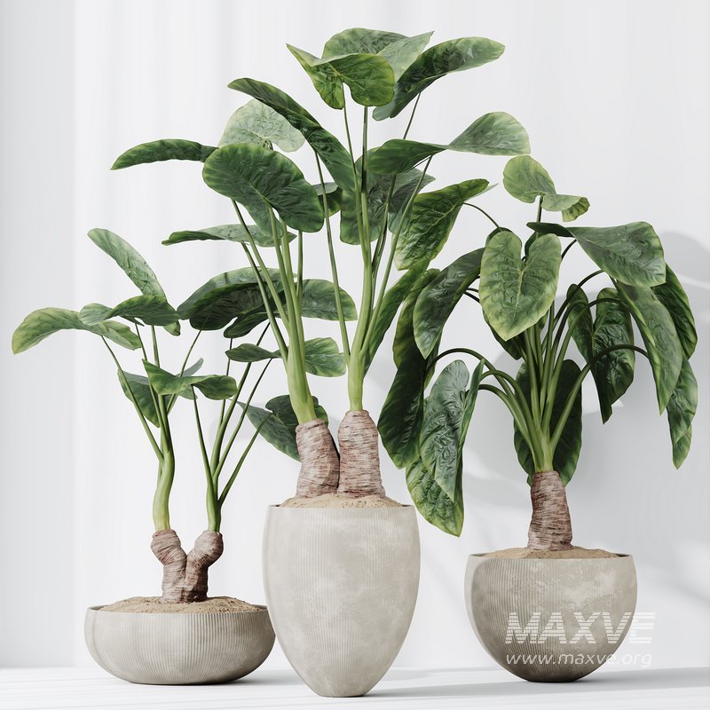 HQ HousePlants Cunjevoi Alocasia Jardin Brisbanensis Fittingly Elephant Set03 - Image 4