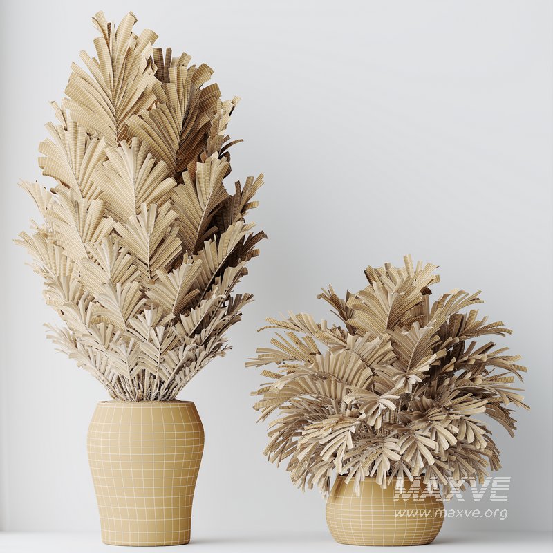 HQ HousePlants Cyara Areca Palm Paradise Kentia Everlasting Set02 - Image 5