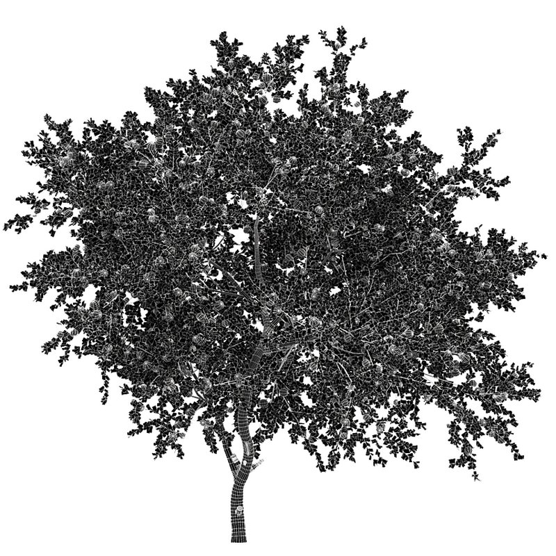 Apple fruit tree - Image 5