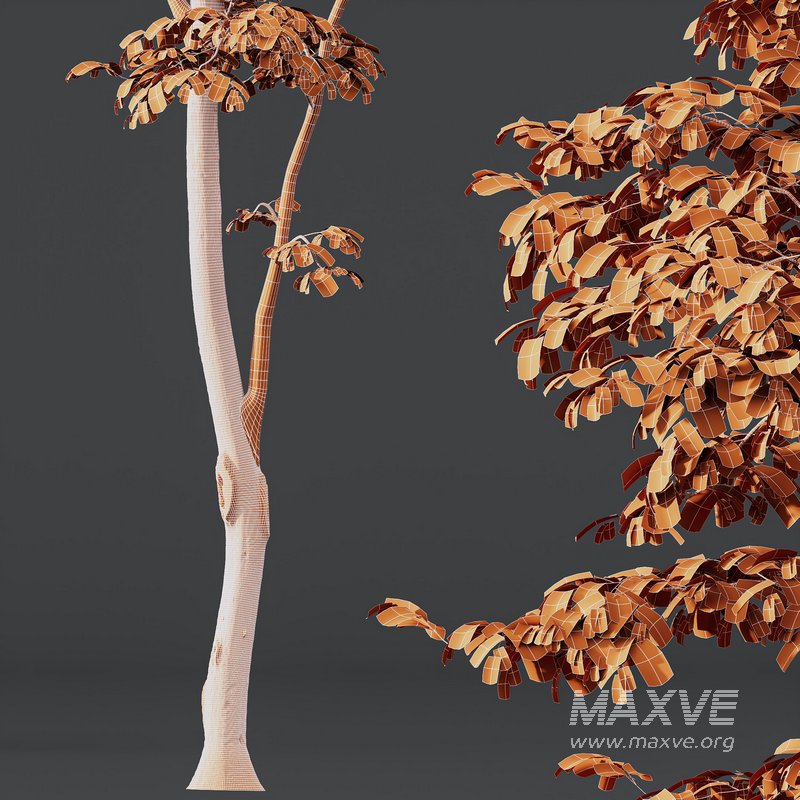 Beautiful Trees Carpinus Betulus and Japanese Cherry Leaf - Image 4