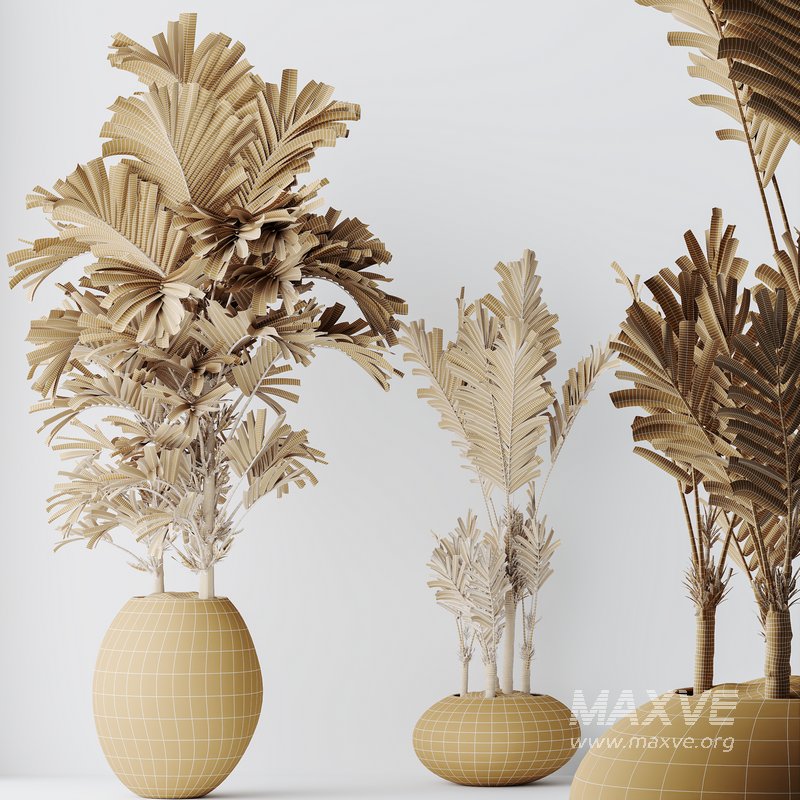 HQ HousePlants Cyara Areca Palm Paradise Kentia Everlasting Set03 - Image 4