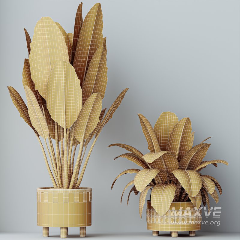 HQ HousePlants Ficus Elastica Beliza Tineke Variegated Rubber - Image 5