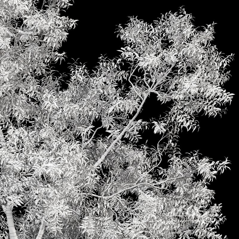 Ghost Gum Tree Corymbia Aparrerinja - Image 5