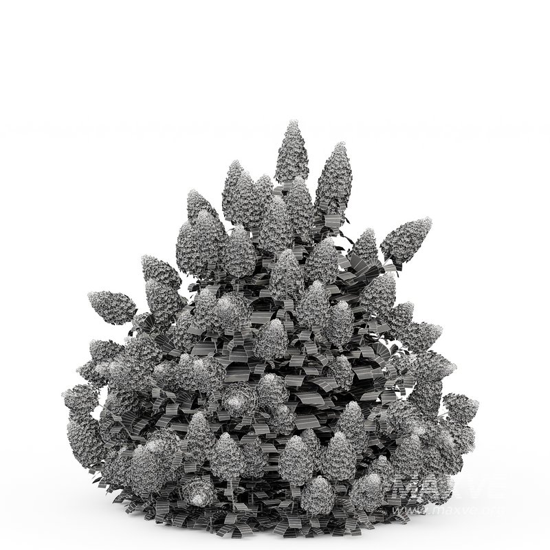 Hydrangea Paniculata Phantom - Image 5