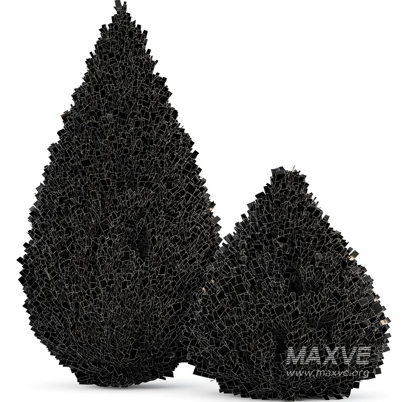 Juniperus chinensis Spartan Taylor Juniper - Image 4