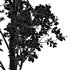 Birch 2trees - Thumbnail 5