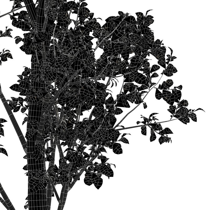 Birch 2trees - Image 5