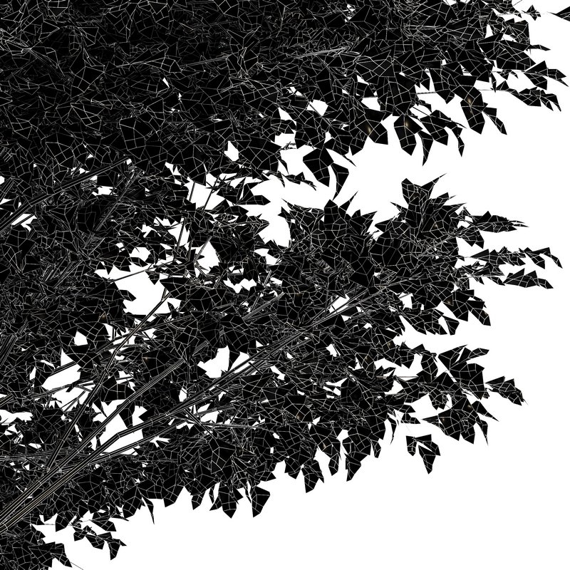 Grey Alder Tree Alnus incana - Image 5