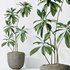 Indoor plants set 101 Spathiphyllum Wallisii and Ficus Cyathistipula - Thumbnail 7