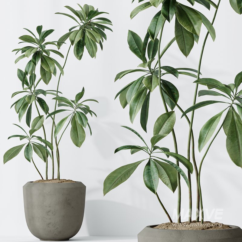 Indoor plants set 101 Spathiphyllum Wallisii and Ficus Cyathistipula - Image 7