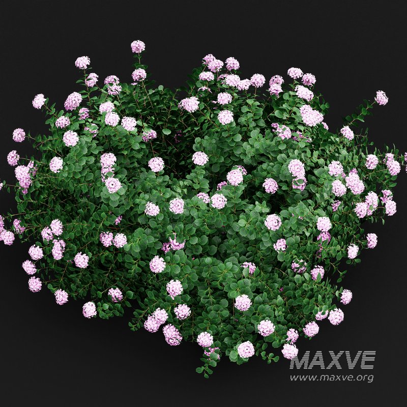 Bigleaf Hydrangeas flower Garden Gate - Image 8