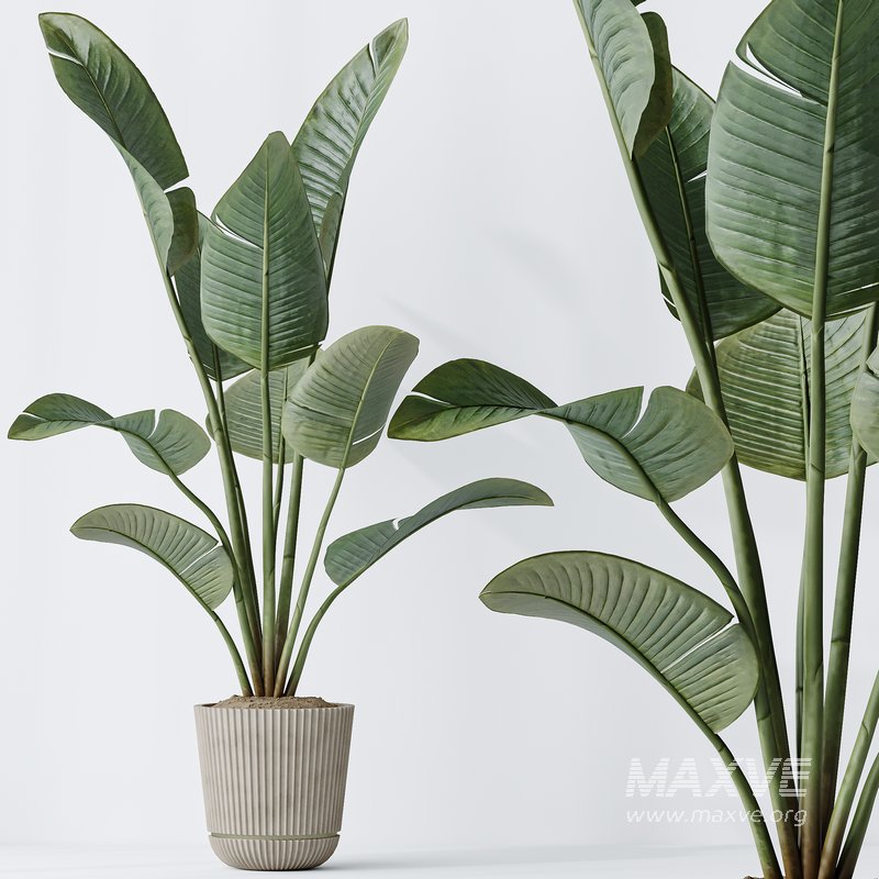 Indoor plants set 99 Lutescens Areca Palm and Ficus Benjamina and Paradise Strelitzia - Image 8