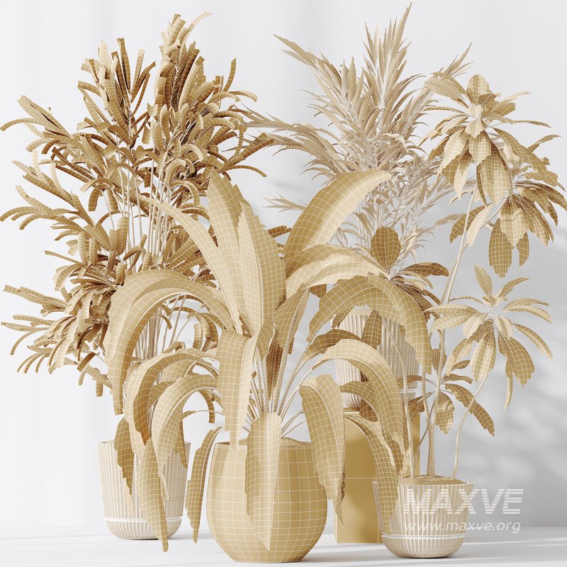 Indoor plants set 97 Dypsis Areca Palm and Spathiphyllum Wallisii - Image 5
