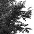 European Beech 2 Trees - Thumbnail 6