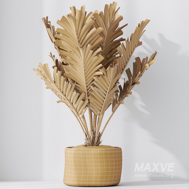 HQ HousePlants Cyara Areca Palm Paradise Kentia Everlasting - Image 6