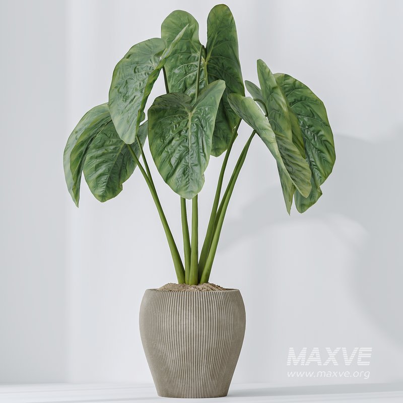 Indoor plants set 103 Lutescens Palm and Cunjevoi Alocasia - Image 6