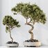 Indoor plants set 104 Microcarpa Bonsai Ginseng and Wilsonii Chemlali Olive - Thumbnail 4