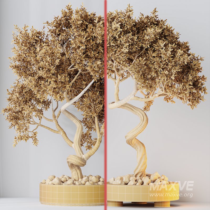 Indoor plants set 104 Microcarpa Bonsai Ginseng and Wilsonii Chemlali Olive - Image 6