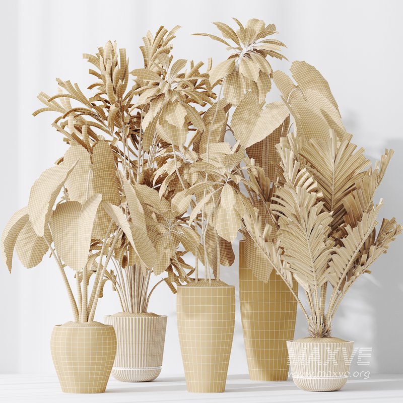 Indoor plants set 103 Lutescens Palm and Cunjevoi Alocasia - Image 7