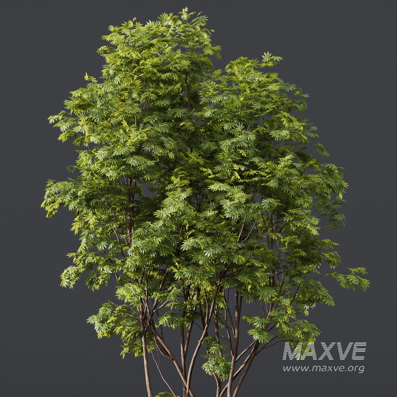 spring trees Ash Maple and Acer Pseudoplatanus - Image 6