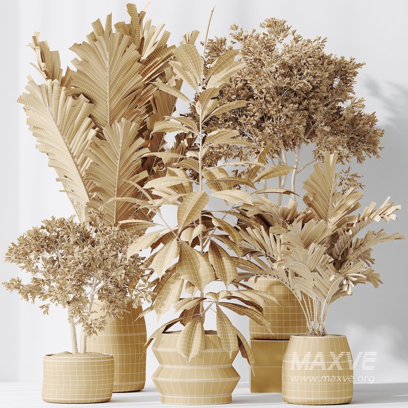 Indoor plants set 98 Areca Palm Kentia and Wilsonii Chemlali Olive and Ficu Cyathistipula - Image 3