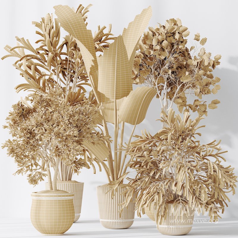 Indoor plants set 99 Lutescens Areca Palm and Ficus Benjamina and Paradise Strelitzia - Image 6