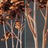 spring trees Ash Maple and Acer Pseudoplatanus - Thumbnail 7