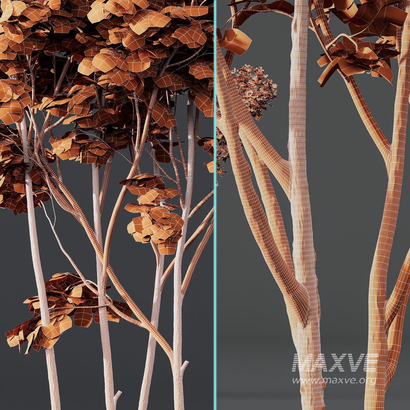 spring trees Ash Maple and Acer Pseudoplatanus - Image 7