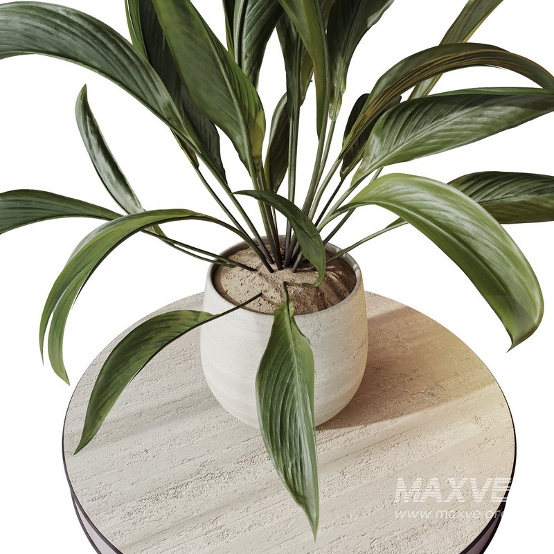 Indoor plants set 101 Spathiphyllum Wallisii and Ficus Cyathistipula - Image 8