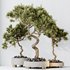 Indoor plants set 104 Microcarpa Bonsai Ginseng and Wilsonii Chemlali Olive - Thumbnail 9