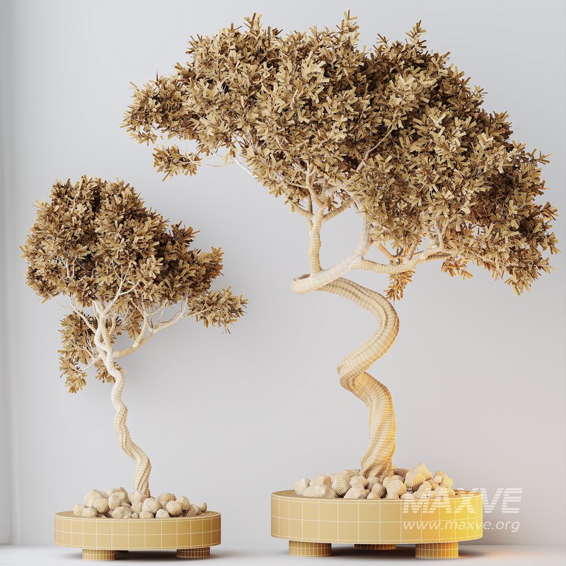 Indoor plants set 104 Microcarpa Bonsai Ginseng and Wilsonii Chemlali Olive - Image 10