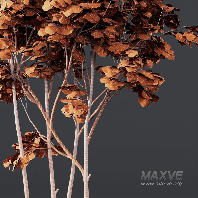 spring trees Ash Maple and Acer Pseudoplatanus - Image 9