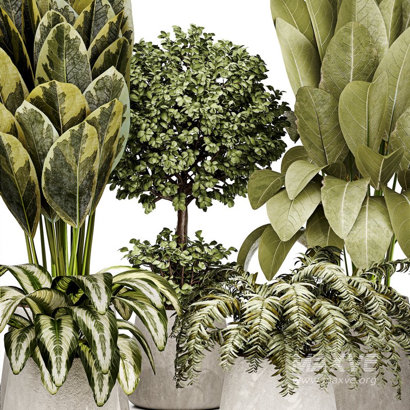 Indoor plant 04 - Image 2