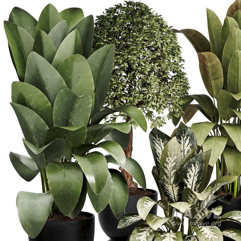 Indoor plant 05 - Image 2