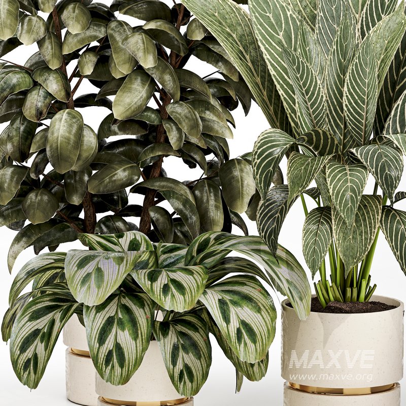 Indoor plant 03 - Image 3