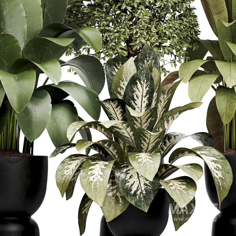 Indoor plant 05 - Image 3