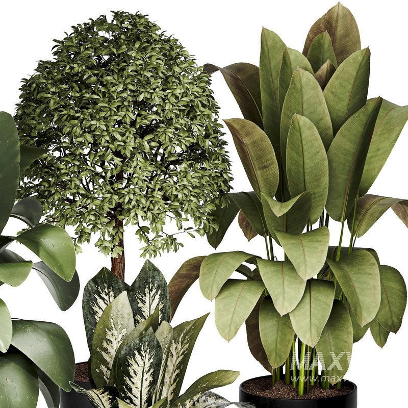 Indoor plant 05 - Image 4