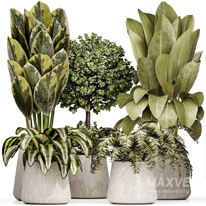 Indoor plant 04 - Image 4