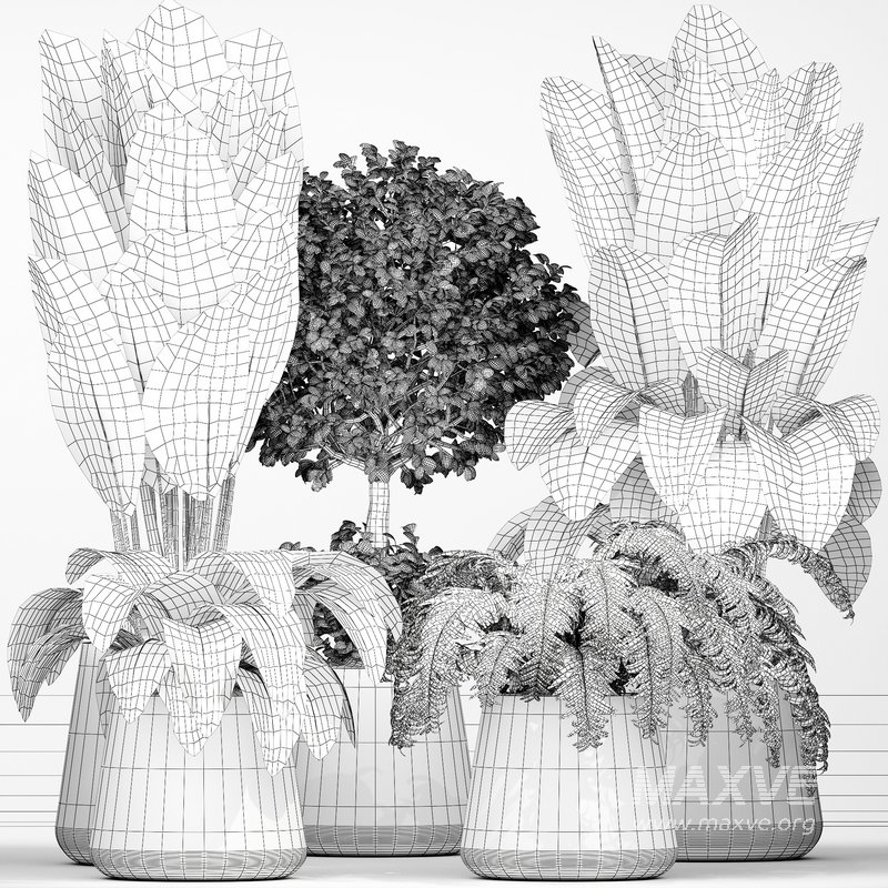 Indoor plant 04 - Image 5