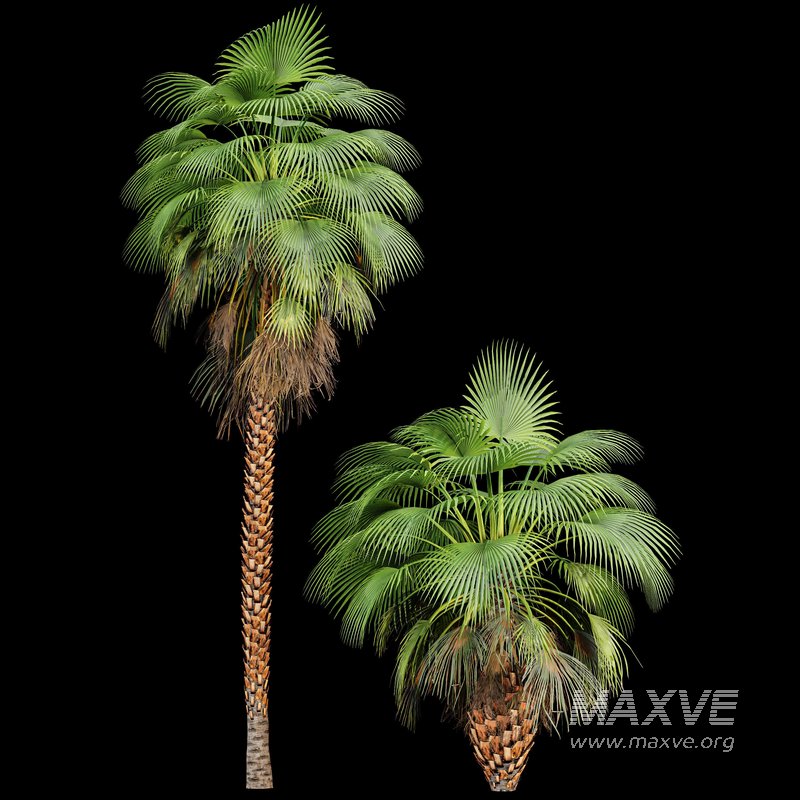 Mexican Fan Palm and Canary Island Date Palm and Sabal Palmetto Cabbage Palm-14 trees - Image 3