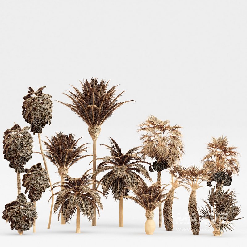 Mexican Fan Palm and Canary Island Date Palm and Sabal Palmetto Cabbage Palm-14 trees - Image 5