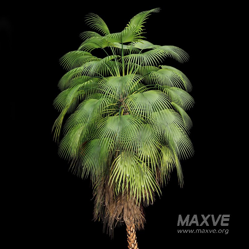 Mexican Fan Palm and Canary Island Date Palm and Sabal Palmetto Cabbage Palm-14 trees - Image 6