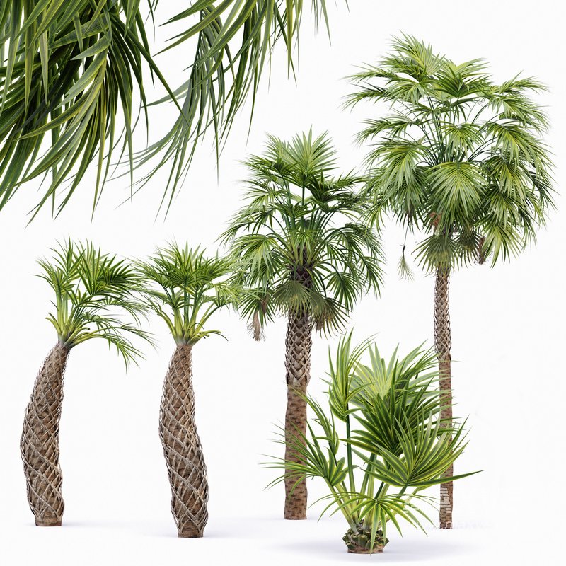 Mexican Fan Palm and Canary Island Date Palm and Sabal Palmetto Cabbage Palm-14 trees - Image 8
