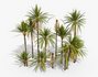 Mexican Fan Palm and Canary Island Date Palm and Sabal Palmetto Cabbage Palm-14 trees - Thumbnail 7